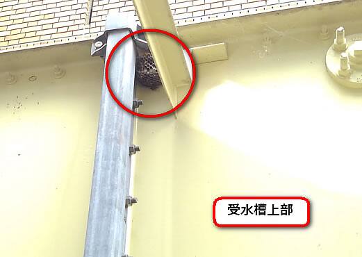 マンション受水槽蜂の巣